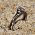 Jaws ring - (cópia) - buy online