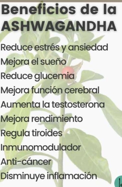 ASHAWHANDA HONGO ADAPTOGENO - MABEDIETETICAS