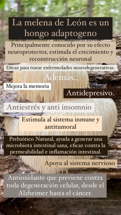 MELENA DE LEON HONGO ADAPTOGENO en internet
