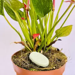 Orgonite - Orgo Save Plant - Fertilizante e Estabilizador Energético - Jardim Feliz na internet