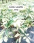 Aralia Ivonette M13