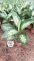 Tropic M12