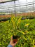 Croton Fideo