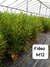 Croton Fideo M12