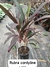 Rubra Cordyline