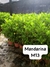 Croton Mandarina M13