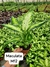 Maculata M12