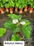 Antorium Blanco
