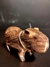 Capivara - Terena, MS