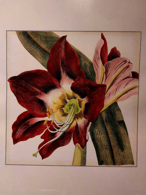Gravura - Lírio Vermelho