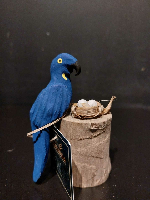 Arara Azul - Mato Grosso do Sul