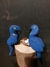 Casal de Arara Azul - Mato Grosso do Sul - comprar online