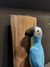 Placa Arara - Mato Grosso do Sul - loja online