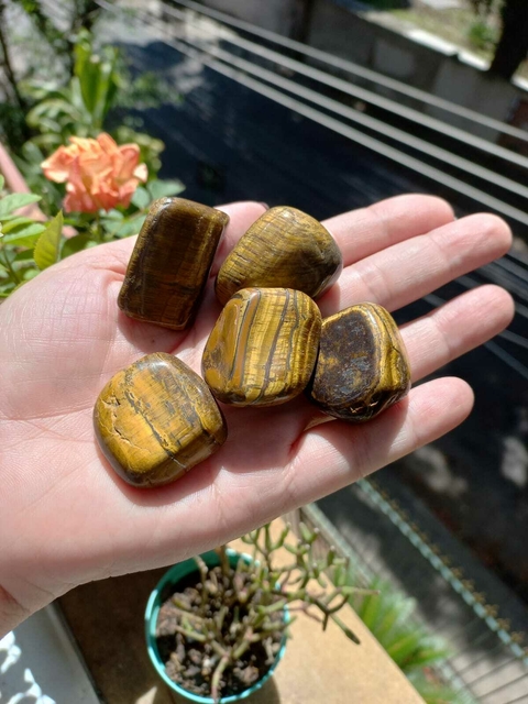 Olho de Tigre Rolado - Tamanho P