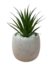 Imagen de Pack X3 Plantas Artificiales en Maceta Cemento Cactus Suculenta