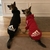 Roupas de cachorro de inverno adidog esporte hoodies camisolas casaco roupas que na internet