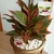 Adubo Fertilizante Mkp - 500g na internet