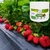 Adubo Fertilizante Cloreto De Potássio Para Legumes - 500g - loja online