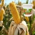 Imagem do Adubo Fertilizante Gesso Agrícola Condicionador De Solo - 500g