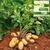 Fertilizante Ácido Bórico Puro Solúvel 3kg Adubo - loja online