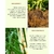Imagem do Fertilizante Foliar Bioestimulante 1l