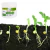 Fertilshop Fertilizante Enraizador Pó 500g - comprar online