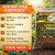 Substrato Terra Especial Orquídeas e Rosas do Deserto - Fertilshop | Variações de kg - comprar online