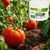 Adubo Fertilizante Cloreto De Potássio Para Legumes - 500g - comprar online
