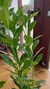 Croton Mandarina