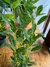 Croton Mandarina - comprar online