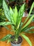 Aglaonema Silver Queen - comprar online