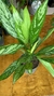 Aglaonema Silver Queen