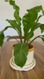 Helecho Asplenium