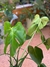 Monstera deliciosa
