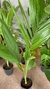 Palmera seafortia