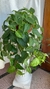 Begonia verde XXXL colgante - casa puebla