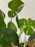 Monstera deliciosa - tienda online