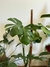 Monstera deliciosa - casa puebla