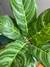 Aglaonema costa rica