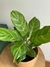 Aglaonema costa rica - comprar online