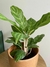 Aglaonema costa rica en internet