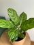 Aglaonema costa rica - casa puebla