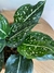 Aglaonema costatum