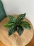 Aglaonema costatum en internet