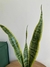 Sansevieria trifasciata - comprar online