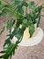 Plato de sitio / crochet - comprar online