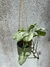 Singonio Pixie - comprar online