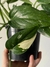 Monstera standleyana - casa puebla