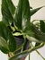 Monstera standleyana en internet