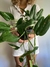 Monstera standleyana - comprar online